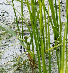 Sparganium glomeratum