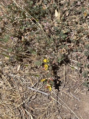 Acmispon decumbens decumbens