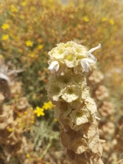 Pseudodictamnus undulatus