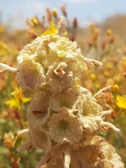 Pseudodictamnus undulatus