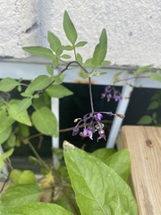 Solanum dulcamara