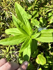 Arnica sachalinensis