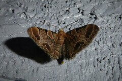 Chloroclystis lichenodes