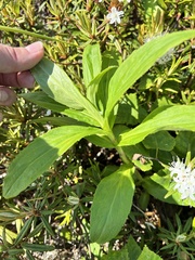 Arnica sachalinensis