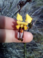 Diuris brockmanii