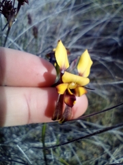 Diuris brockmanii