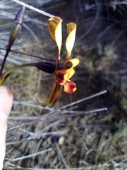 Diuris brockmanii