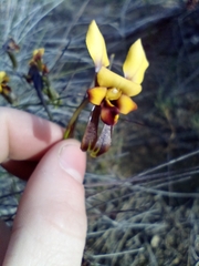 Diuris brockmanii