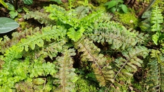 Asplenium boltonii