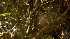 Patagioenas picazuro