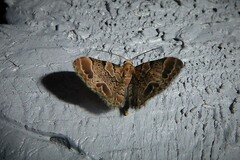 Chloroclystis lichenodes