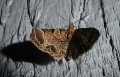 Chloroclystis lichenodes