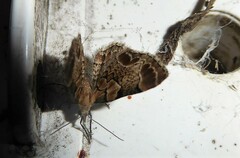 Chloroclystis lichenodes