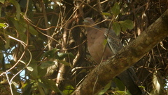 Patagioenas picazuro