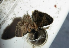 Chloroclystis lichenodes