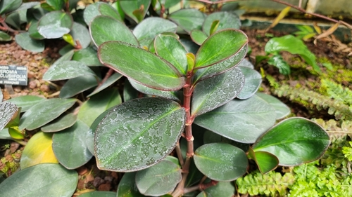 Peperomia clusiifolia 'Variegata'