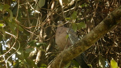 Patagioenas picazuro