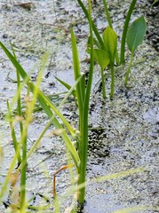 Sparganium glomeratum