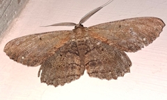 Chorodna creataria