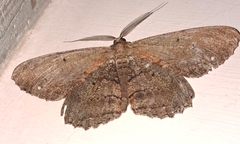 Chorodna creataria