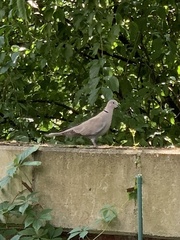 Streptopelia decaocto
