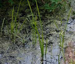 Sparganium glomeratum