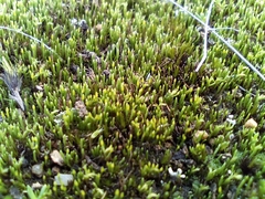 Eccremidium pulchellum