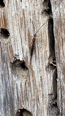 Pterygota