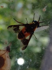 Chrysops viduatus