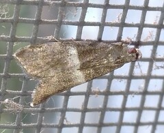 Elegia similella