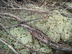 Pulchrocladia ferdinandii