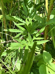 Ostericum maximowiczii