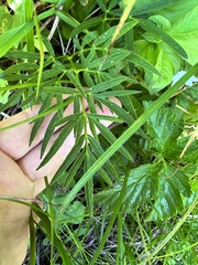 Ostericum maximowiczii