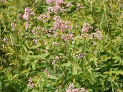 Dogbane (Poacynum)