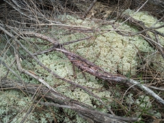 Pulchrocladia ferdinandii