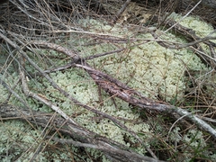 Pulchrocladia ferdinandii