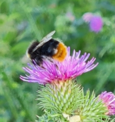 Bombus lapidarius