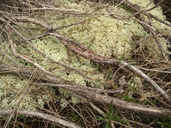 Pulchrocladia ferdinandii