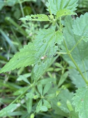 Neriene peltata