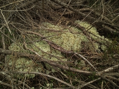 Pulchrocladia ferdinandii