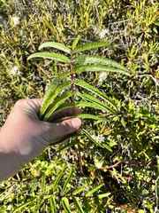 Sanguisorba tenuifolia