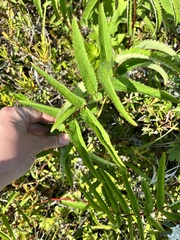 Sanguisorba tenuifolia