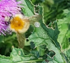 Bombus pascuorum