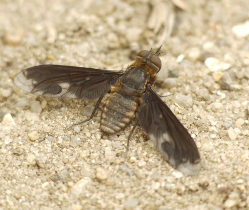 Heteralonia megerlei