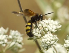 Scolia fuciformis