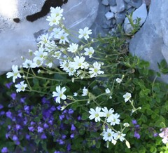 Cerastium grandiflorum