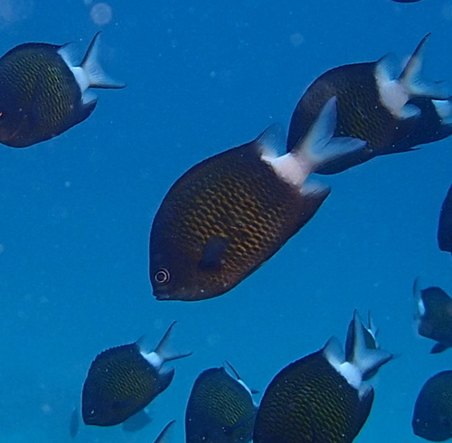 Stout-body Chromis