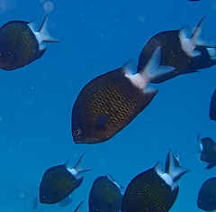 Acanthochromis polyacanthus