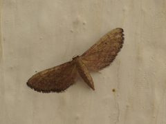Idaea infirmaria