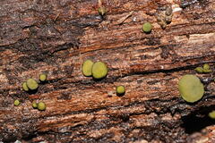 Chlorencoelia versiformis